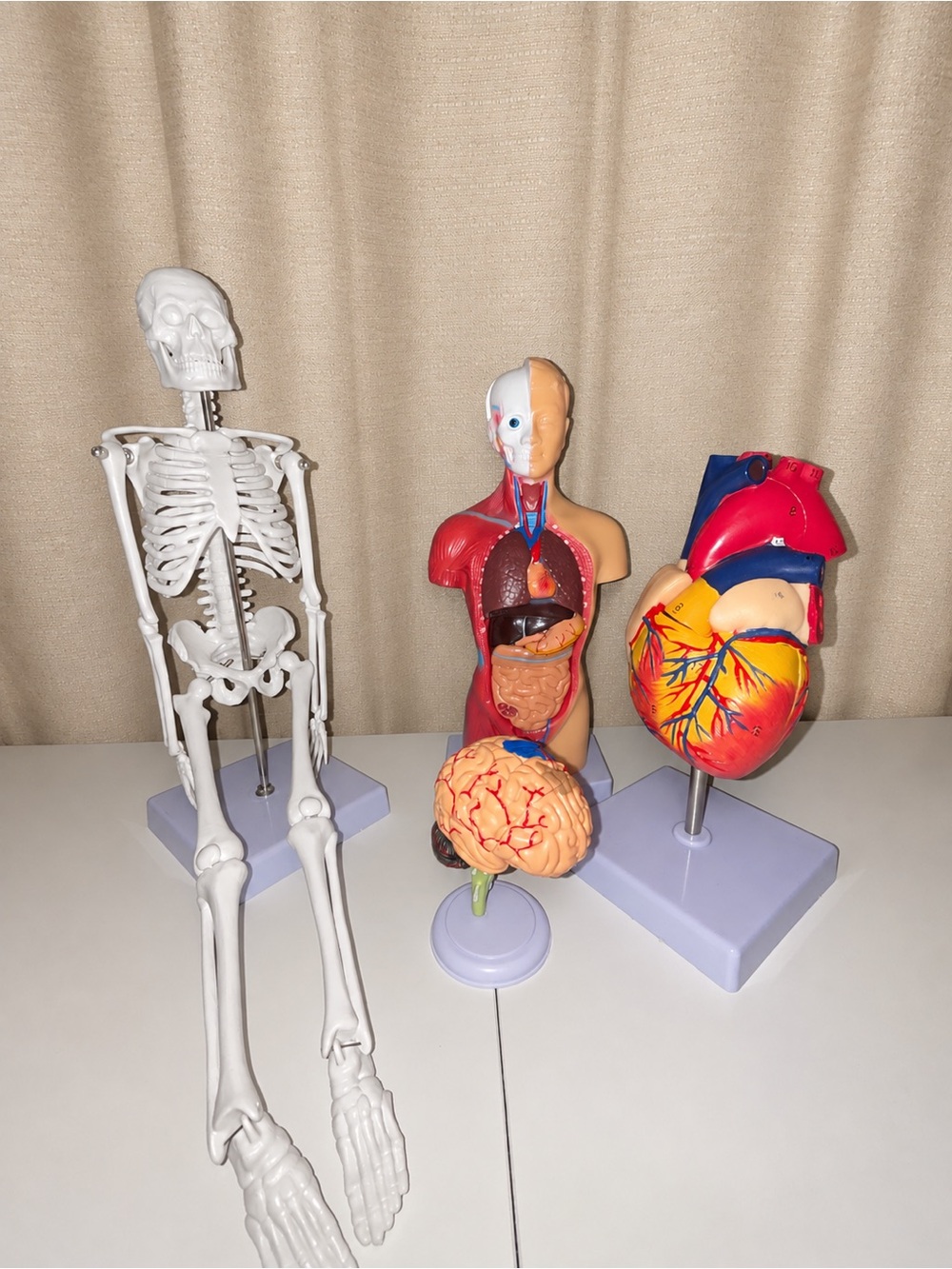 Anatomical Model Set - Multicolor Home Art Display